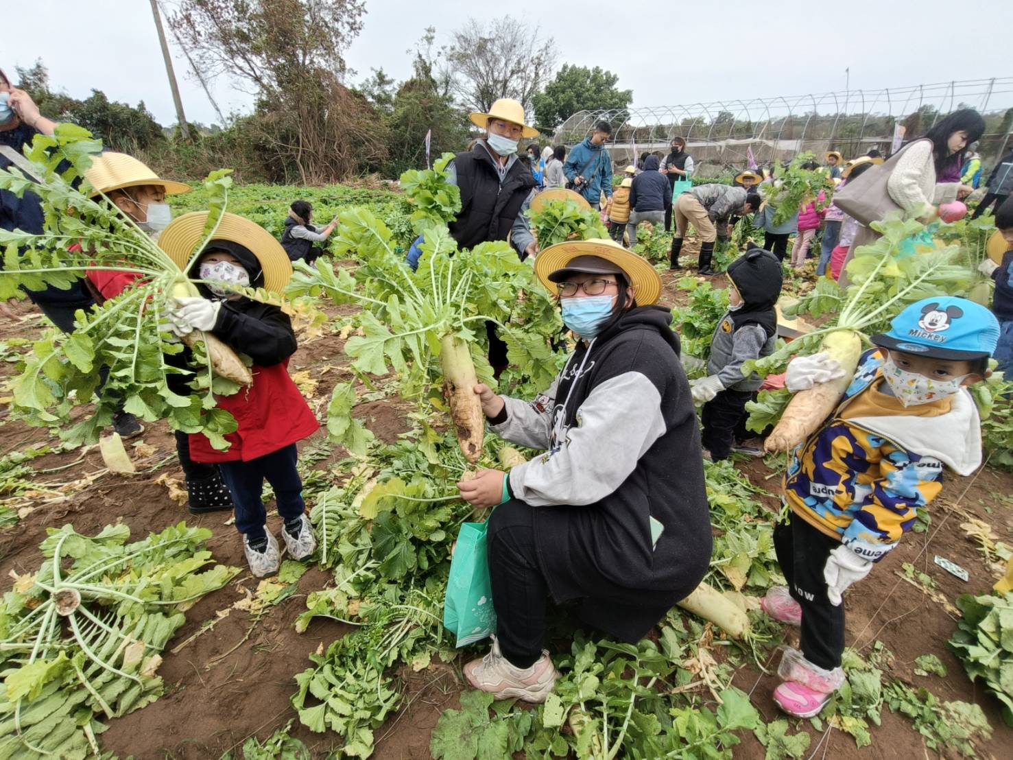 親源頭拔菜頭 6000顆10分鐘拔精光 冠軍4.97公斤蘿蔔王