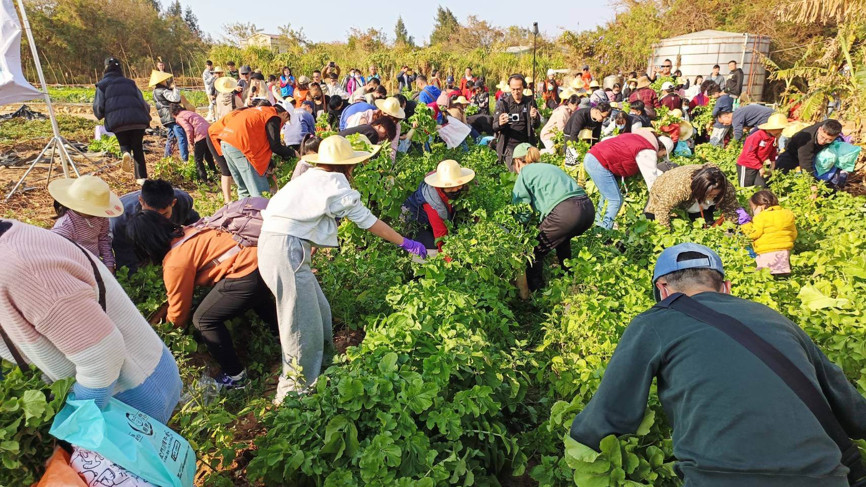 金門菜頭親子公益家庭日3分鐘4000千顆菜頭拔光