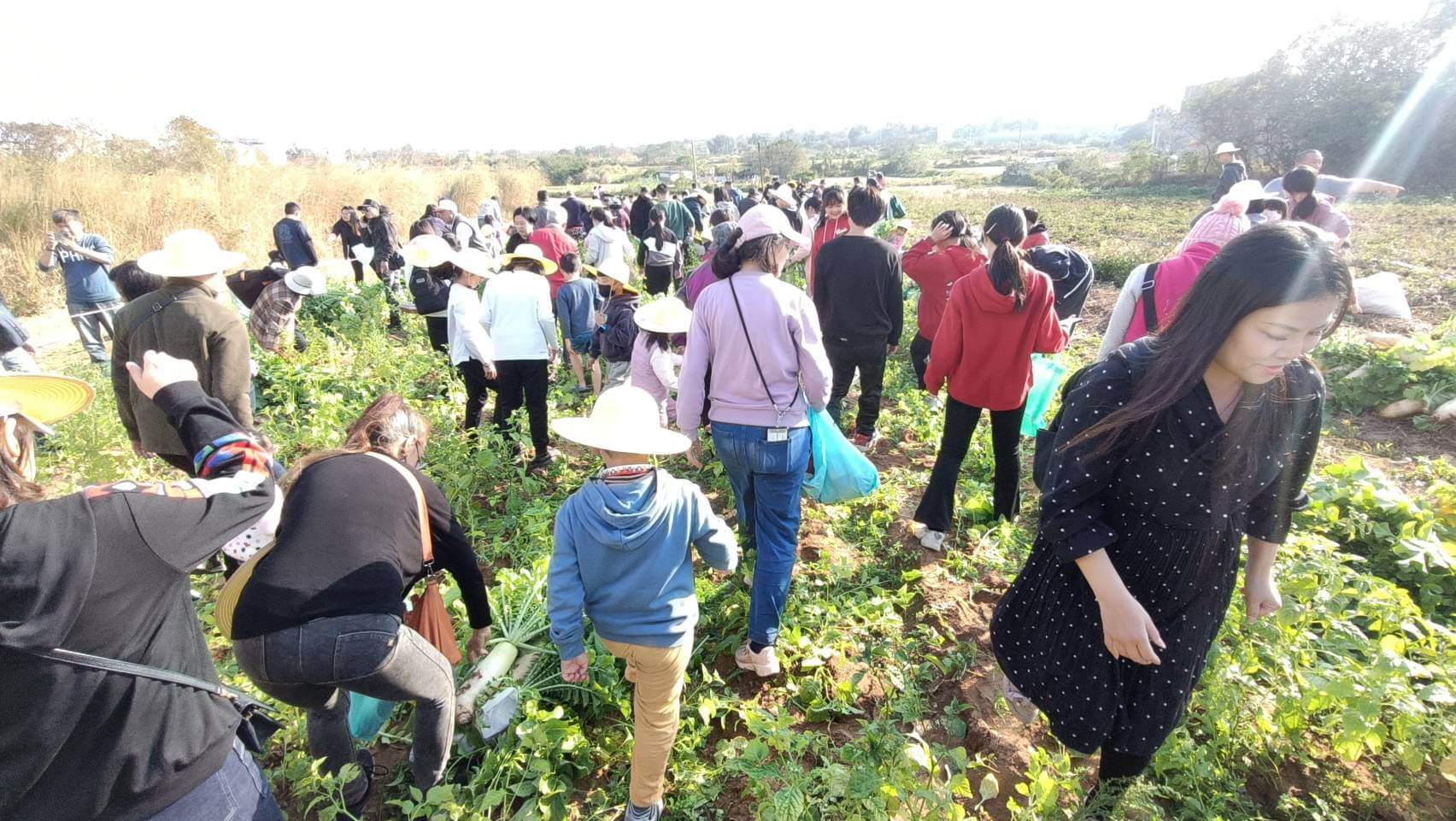 金門菜頭親子公益家庭日3分鐘4000千顆菜頭拔光