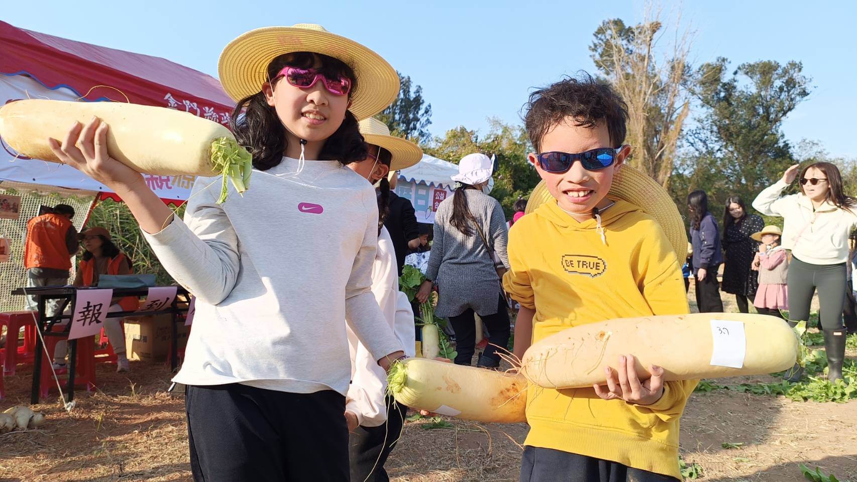 金門菜頭親子公益家庭日3分鐘4000千顆菜頭拔光