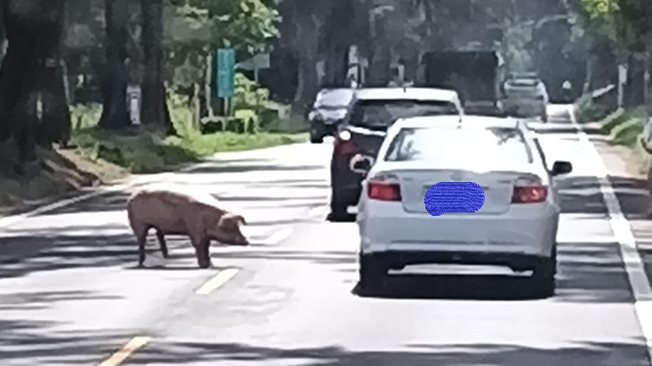 最後的掙扎?! 金門屠宰場載運豬隻跳車險釀意外