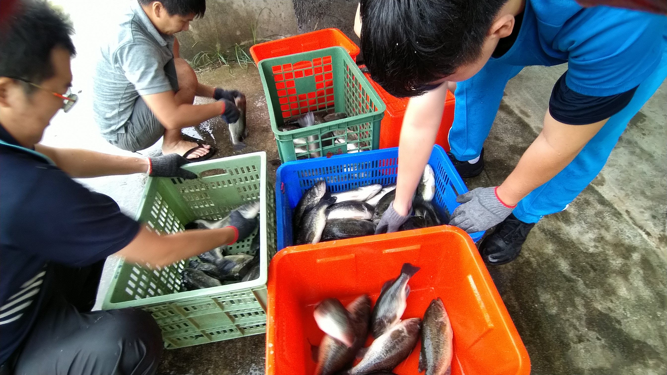 金門農工學生養魚一條龍....金門尚青