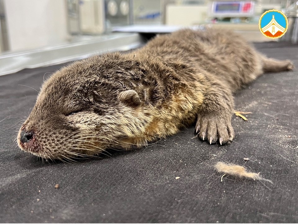 金門「歐亞水獺」遭狗咬傷致死 縣府呼籲勿任意放養犬隻